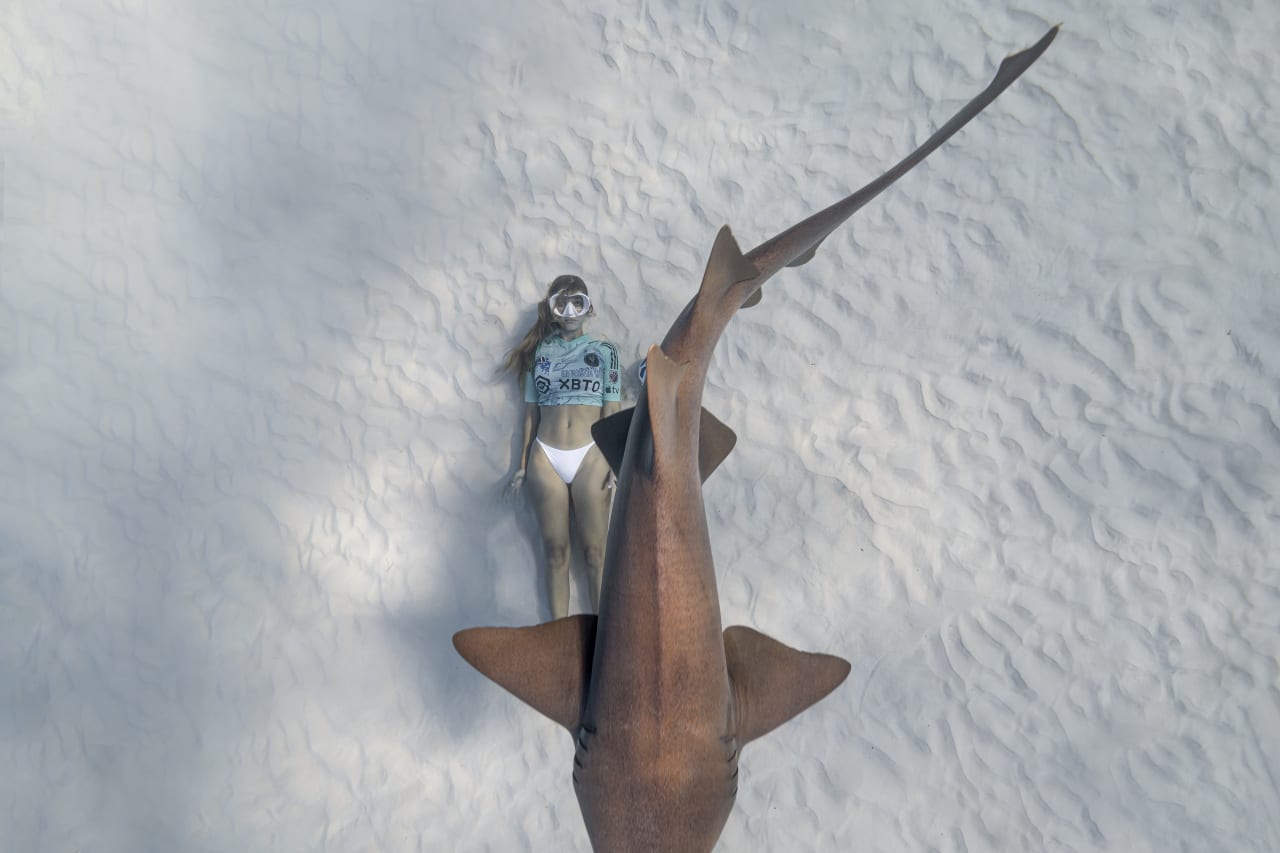 Coral Under Nurse Shark